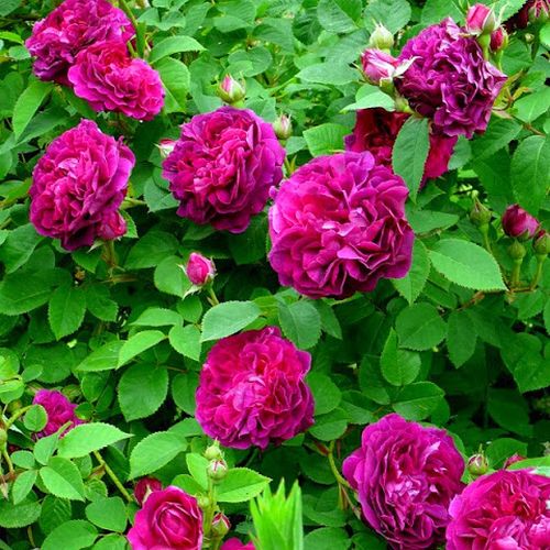 Ciemnofioletowy z karminowym odcieniem - Róże pienne - z kwiatami bukietowymi - korona krzaczasta